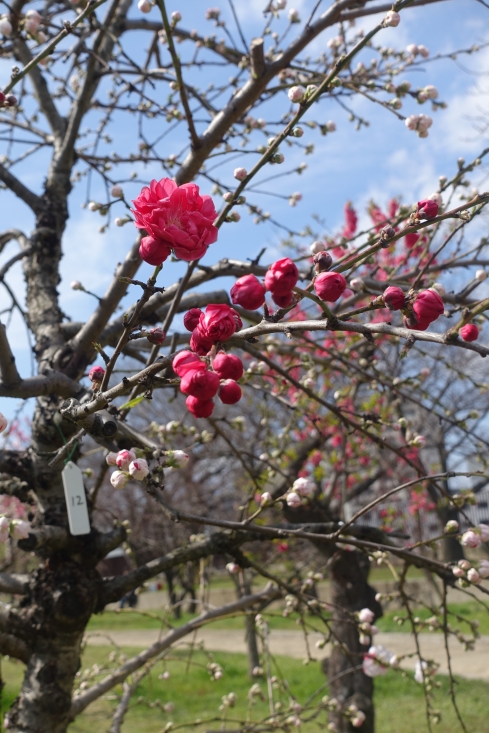 真っ赤な桃の花。サンガラスをかけると何故かもっと赤く見える。