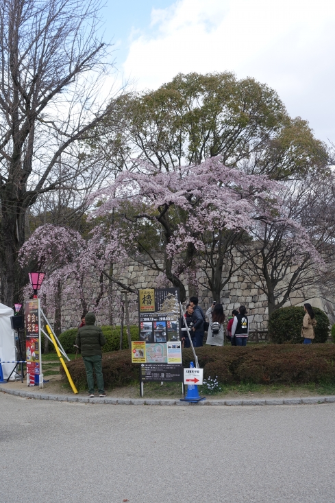 西の丸庭園前の枝垂桜はご覧のとおり。通り過ぎる観光客を外したつもりでも7人写った。