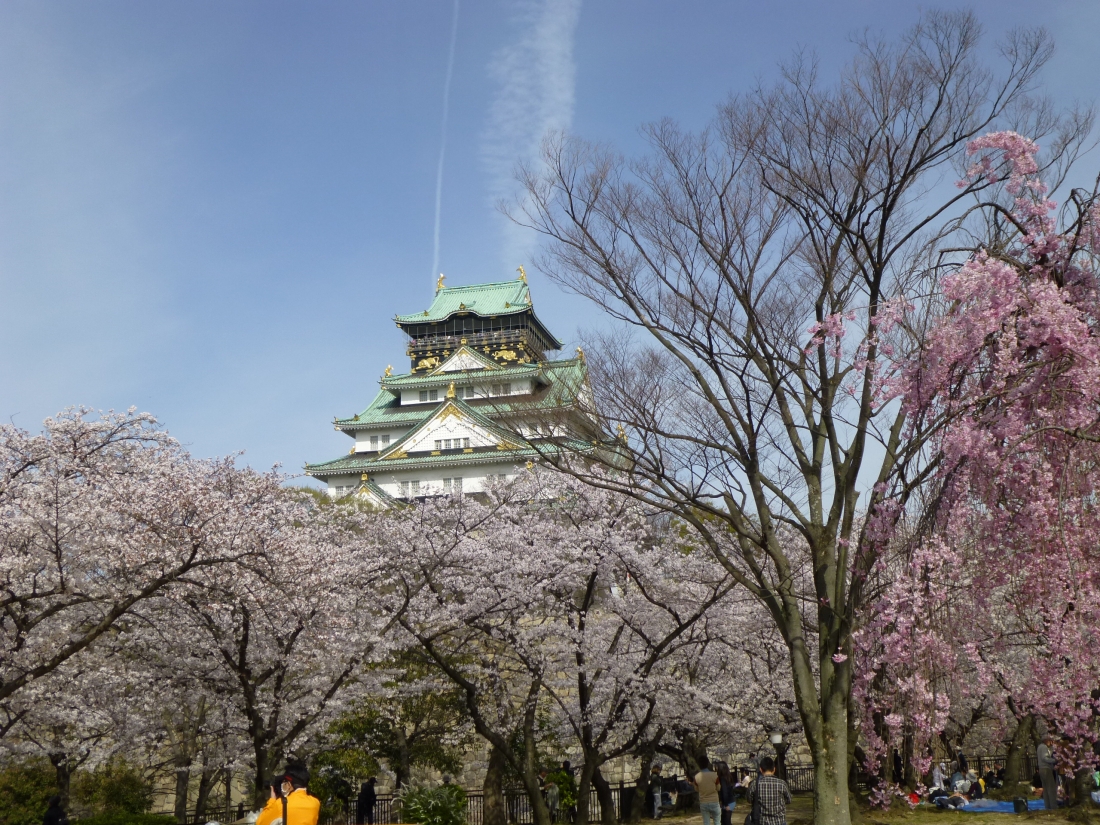 梅の後には桜も・・・